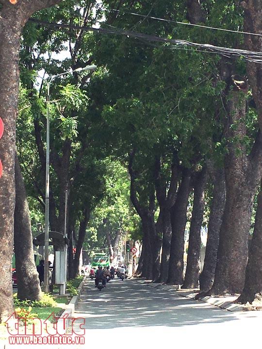 Ngắm hàng xà cừ trên đường Tôn Đức Thắng trước khi đốn hạ để xây cầu Thủ Thiêm 2 ảnh 3